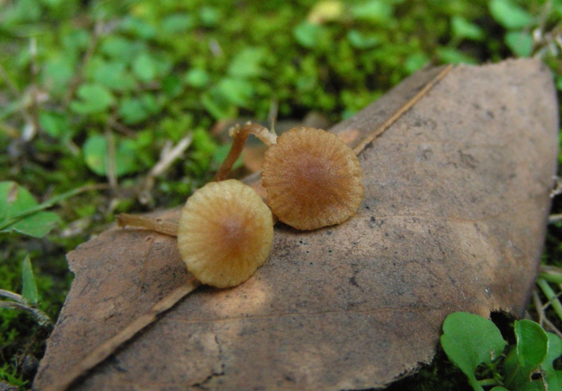 Giro nelle aiuole di medicina